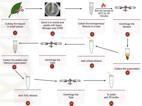 Why is DNA Extraction From Plants Difficult? (With Possible Solutions ...