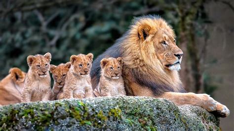 animals, Mammals, Lion, Cubs, Baby animals Wallpapers HD / Desktop and ...