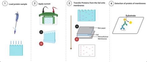 How to Prepare Samples for Western Blot Analysis