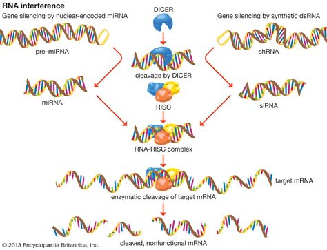 MicroRNA | biochemistry | Britannica