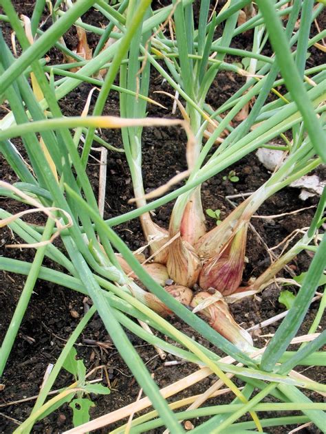 The Nitty Gritty Potager: Growing Shallots