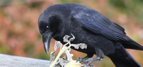 Bird Video: The "Caw" of a Crow and the "Kraa" of a Raven