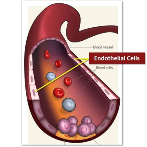 96 Well Endothelial Cells for High Content Screening | HCS & HTS | Drug ...