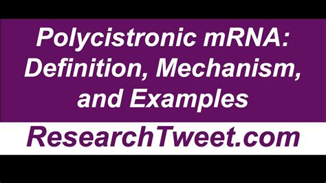 Polycistronic mRNA: Definition, Mechanism, and Examples - YouTube