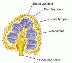 Modiolus | definition of modiolus by Medical dictionary