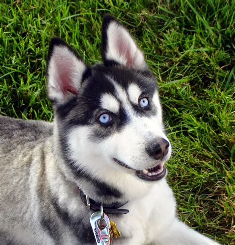 What Dog Breeds Have Blue Eyes? - LUV My dogs