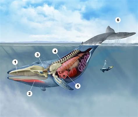 The record-setting anatomy of the blue whale: a look inside the largest ...