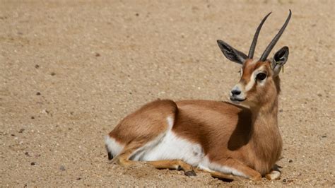 Dorcas Gazelle In The Desert