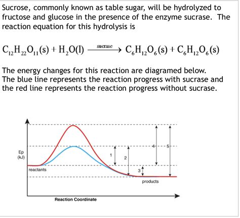 [Solved] The enzyme sucrase will: a. increase the reaction rate of the ...