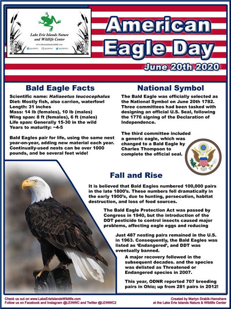 Bald Eagle Interesting Facts