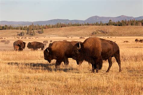 Bison Herd Stock Photos, Pictures & Royalty-Free Images - iStock