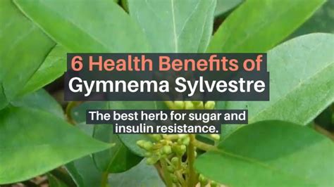 6 Health Benefits of Gymnema Sylvestre | What is gymnema? - YouTube