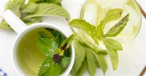 10 Best Mint Tea with Milk Recipes