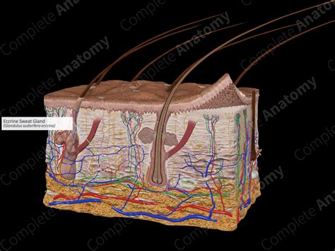 Eccrine Sweat Gland | Complete Anatomy