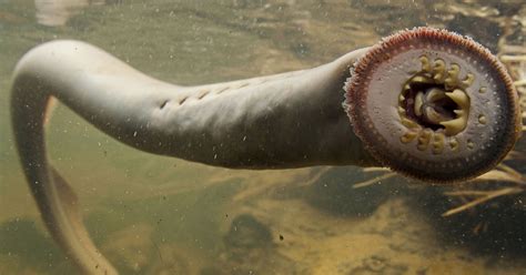 Protecting Pacific Lamprey | U.S. Fish & Wildlife Service