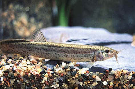 Dojo Loaches for sale at AzGardens.com Tropical Fish for Sale since 1987