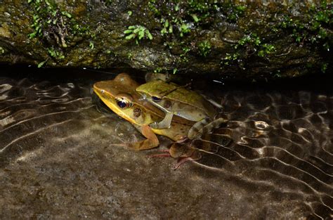 The truth about a true frog: Unknown Costa Rican frog hidden amongst a ...