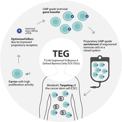 Gamma Delta T Cells: A New Hope in the Fight Against Cancer