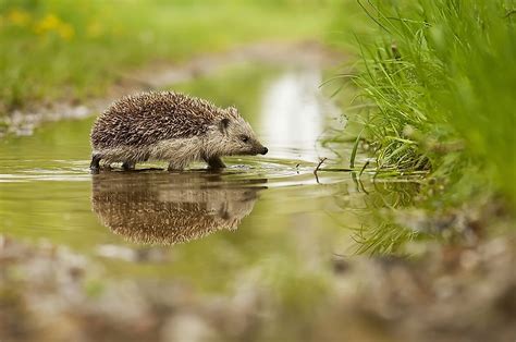 Animals Native to the UK - WorldAtlas