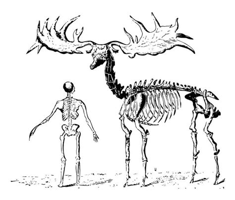 Irish Elk - Facts and Beyond | Biology Dictionary