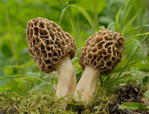 Colmenillas, la exquisita seta de primavera: características ...