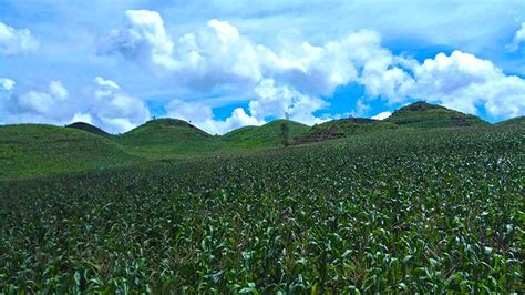 Kebun Jagung Kawasan Gunung Bagus - seputargk.id