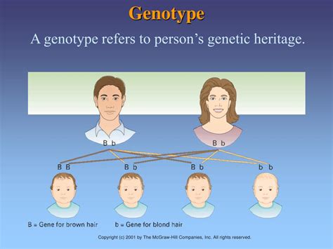 PPT - Chapter 3 Genes, Environment, and Development PowerPoint ...