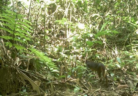 Rare Bay Cat Captured On Camera In ‘Heavily Logged’ Borneo Rainforest ...