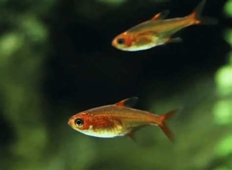 Breeding Ember Tetra - Aquarium-Fish-Plants.com