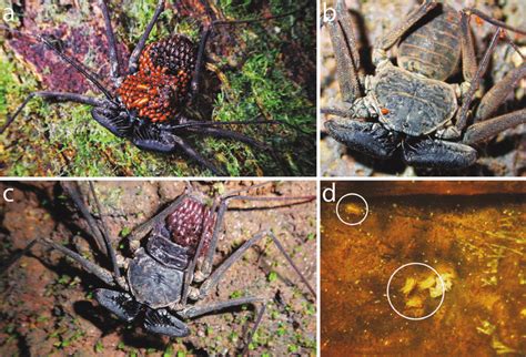 -Ectoparasites of some Amblypygi species. (a, c) The amblypygid ...