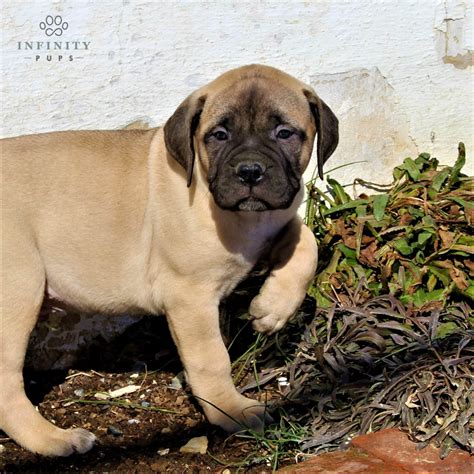 English Mastiff Puppies For Sale • Adopt Your Puppy Today • Infinity Pups