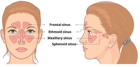 The Paranasal Sinuses - Structure - Function - TeachMeAnatomy