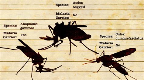 A beginner’s guide to mosquito identification - Wellcome Sanger ...