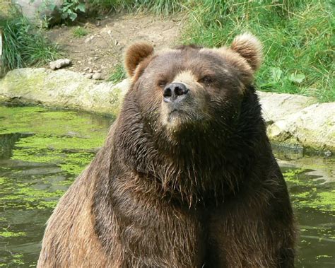 Kodiak bear - Facts, Diet, Habitat & Pictures on Animalia.bio