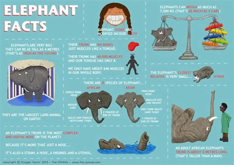 Elephant Facts - The POWEs