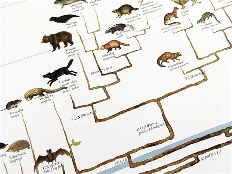 Timeline Of Mammals