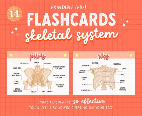 Skeletal System Anatomy Flashcards Printable PDF - Etsy