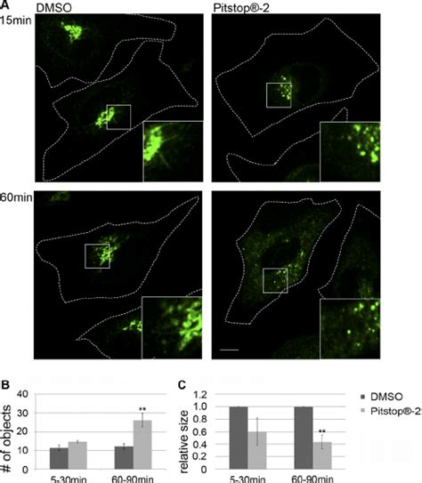 Clathrin TD function regulates GGA but not COPI dynamics. Live cell ...