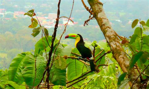 Habitat - Sam the Keel-Billed Toucan