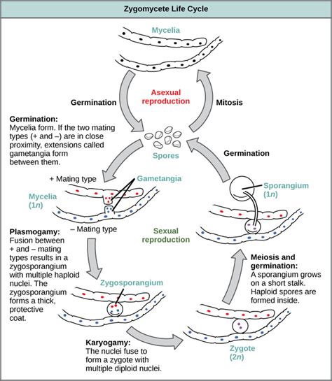 24.3B: Zygomycota - The Conjugated Fungi - Biology LibreTexts