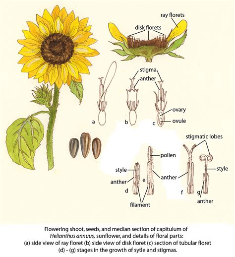 [DIAGRAM] Parts Of A Sunflower Diagram - MYDIAGRAM.ONLINE