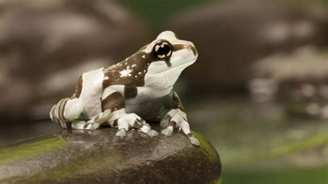 Amazon Milk Frog Attraction | Central Florida Zoo Animals