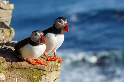 The Puffin in Iceland | Best time and places to see the Puffin in Iceland