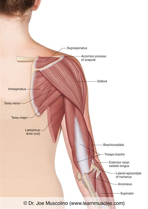 Muscles of the Posterior Arm - Superficial View - Learn Muscles