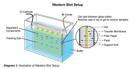 Western Blotting (Immunoblot): Gel Electrophoresis for Proteins