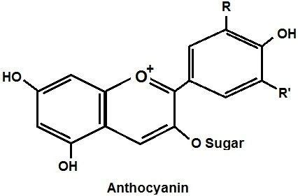 Anthocyanin - Alchetron, The Free Social Encyclopedia