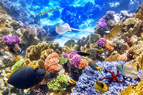 Coral Reef 4K Wallpapers - Top Free Coral Reef 4K Backgrounds ...