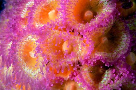 A Guide to the Cnidarians: Basics and Beyond