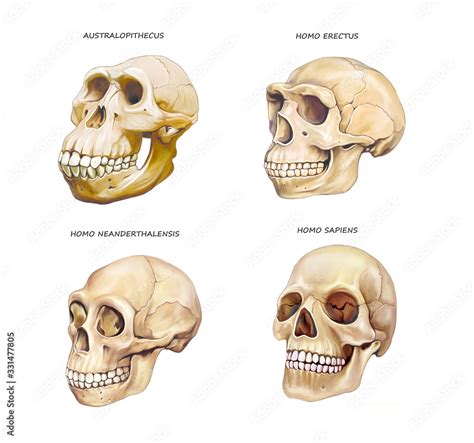 human skull evolution Stock Illustration | Adobe Stock