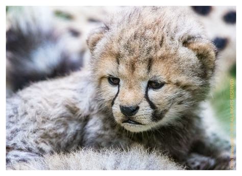 CheetahCubs 7993: Precious at 2.5 Weeks: Cheetah Cubs: Chris Prestegard ...